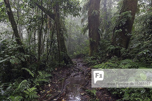 Encantado Trail  hiking trail through dense vegetation in cloud forest  Reserva Bosque Nuboso Santa Elena  Guanacaste province  Costa Rica  Central America