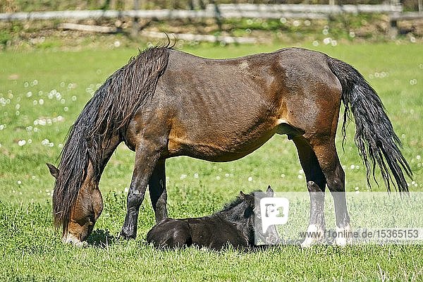 Domestic horses  Mare with foal grazing on pasture  Germany  Europe