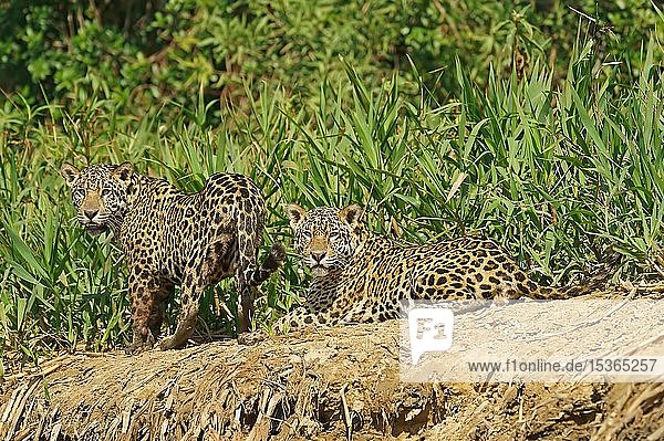 Two Jaguars (Panthera onca)  male  lying on the riverbank  Pantanal  Mato Grosso  Brazil  South America