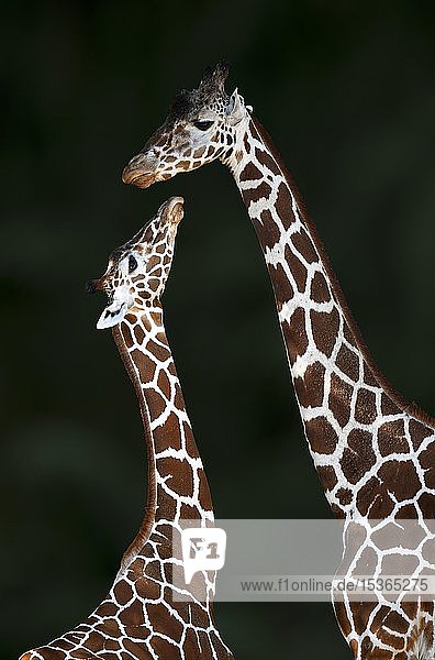 Two Reticulated giraffe (Giraffa camelopardalis reticulata)  mother animal and young animal  captive  Germany  Europe