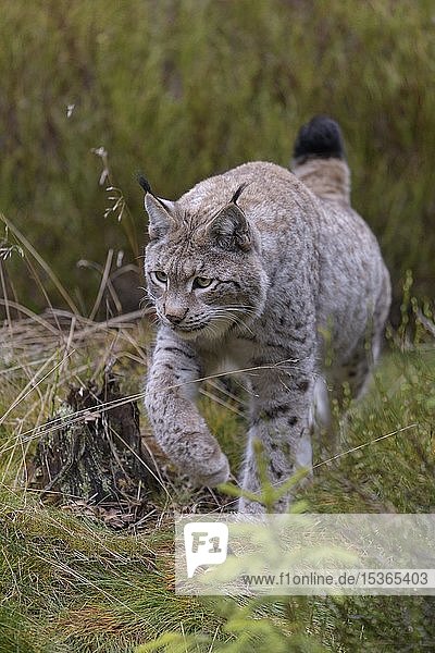 Luchs (Lynx lynx)  laufend  Nationalpark Sumava  Böhmerwald  Tschechische Republik  Europa