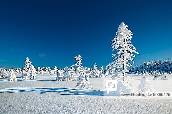 Verschneite Winterlandschaft  schneebedeckte Fichten (Picea abies)  strahlender Sonnenschein  blauer Himmel  Nationalpark Harz  Sachsen-Anhalt  Deutschland  Europa