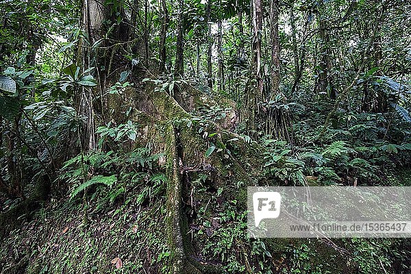 Ausgedehnte Baumwurzeln  Vegetation im tropischen Regenwald  Mistico Arenal Hängebrückenpark  Mistico Arenal Hängebrückenpark  Provinz Alajuela  Costa Rica  Mittelamerika