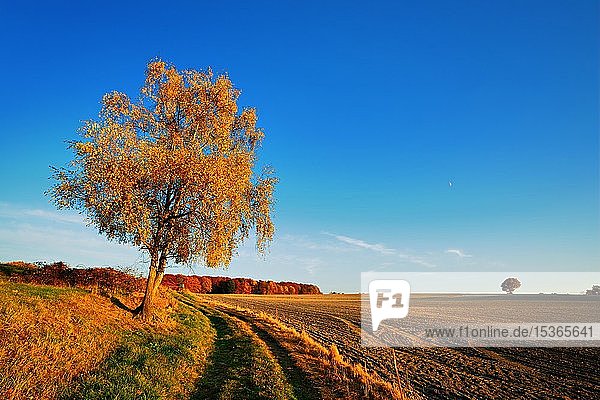 Feldlandschaft im Herbst  gepflügtes und geeggtes Feld  Birke (Betula) in Herbstfärbung  bei Hermsdorf  Thüringen  Deutschland  Europa