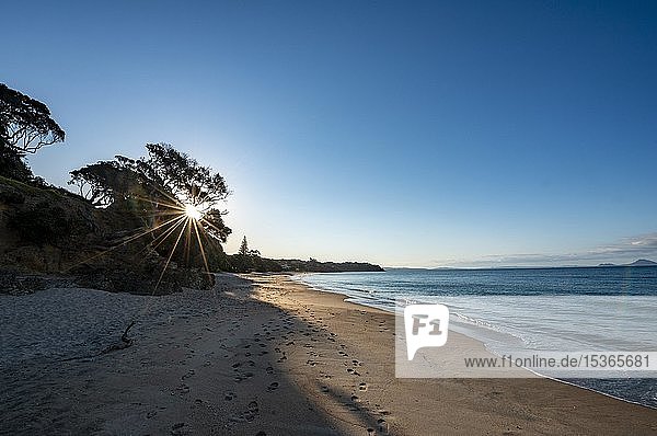 Sunbeams shine through trees on the sandy beach  evening light  Langs Beach  near Mangawhai Head  Northland  New Zealand  Oceania