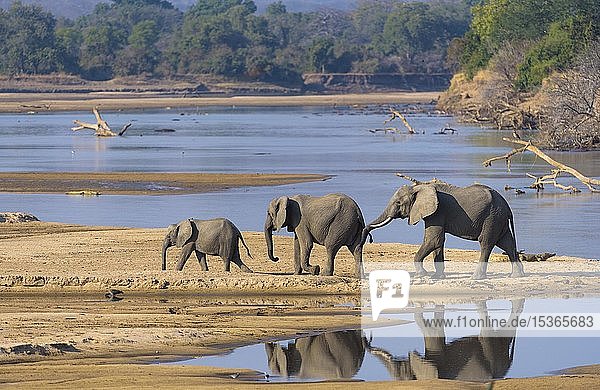 Afrikanische Elefanten (Loxodonta africana) am Luangwa-Fluss  South Luangwa National Park  Sambia  Afrika