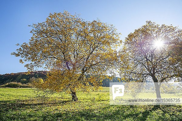 Persischer Walnussbaum (Juglans regia)  gelb verfärbte Bäume im Herbst  Thüringen  Deutschland  Europa