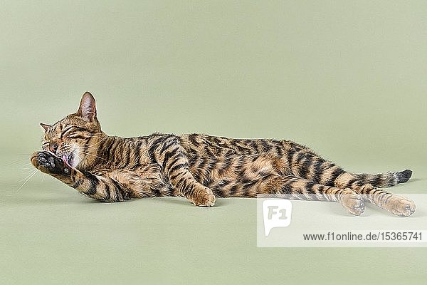 Rassekatze Toyger (Felis silvestris catus)  weiblich  8 Monate  Farbe braun gestromt getigert  braun getigert  entspannt bei der Körperpflege  grüner Hintergrund  Österreich  Europa