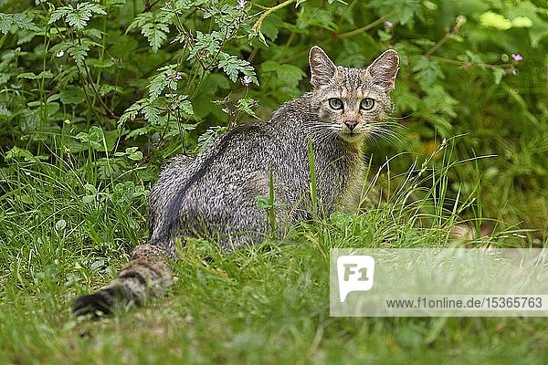 European wildcat (Felis silvestris silvestris)  old animal sitting in a meadow  captive  Switzerland  Europe