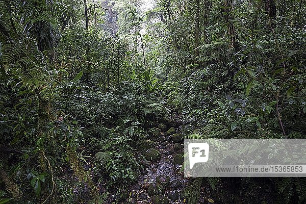 Encantado Trail  steiniger Wanderweg durch dichte Vegetation im Nebelwald  Reserva Bosque Nuboso Santa Elena  Provinz Guanacaste  Costa Rica  Mittelamerika