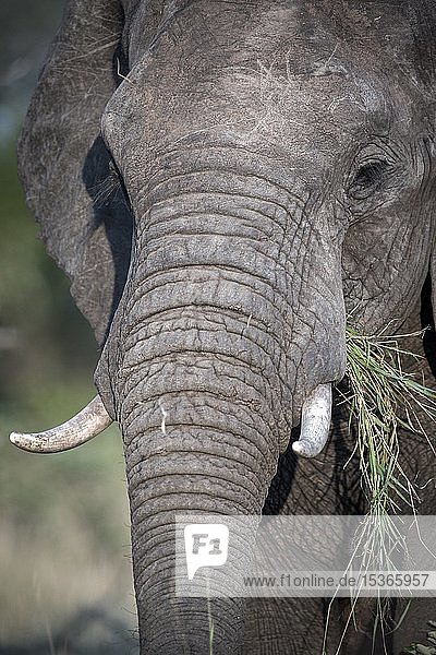 Afrikanischer Elefant (Loxodonta africana) beim Fressen von Gras  Porträt  Klaserie Nature Reserve  Südafrika  Afrika