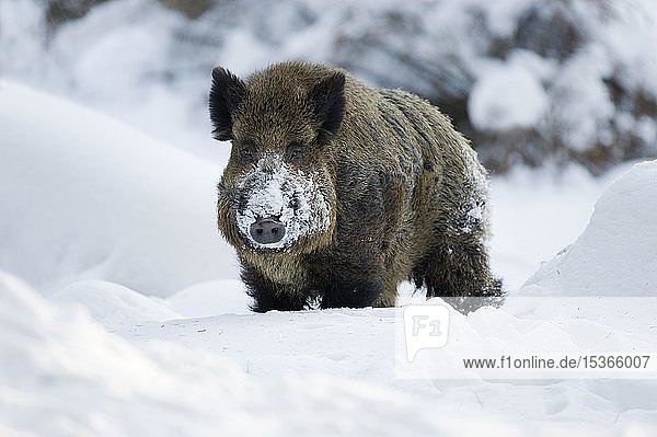 Wild boar (Sus scrofa)  tusker standing in the snow  captive  Saxony  Germany  Europe