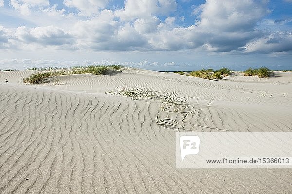 Dune landscape  Terschelling Island  Frisia  Netherlands