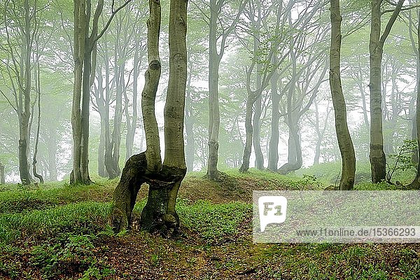 Naturnaher Buchenwald (Fagus) mit zugewachsenen Bäumen  Baumstämme im Nebel  Erzgebirge  Tschechische Republik  Europa