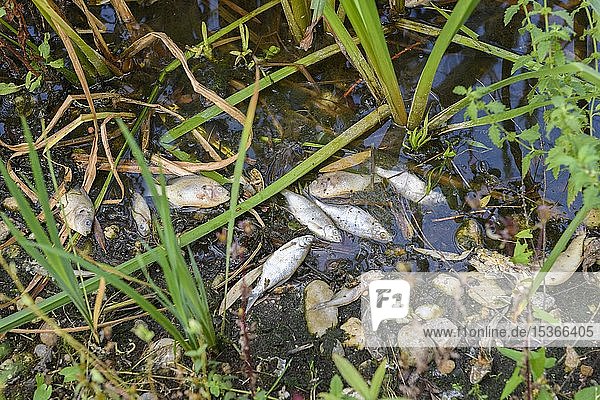Toter Fisch im Uferbereich  Fischsterben im Max-Eyth-See bei Stuttgart  Baden Württemberg  Deutschland  Europa