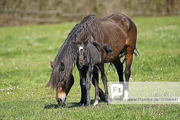 Domestic horses mare with foal grazes on the pasture Germany Europe