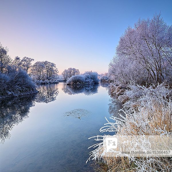 Flusslandschaft im Winter an der Eder  Bäume mit Raureif  natürliches Flussbett  bei Bad Wildungen  Hessen  Deutschland  Europa