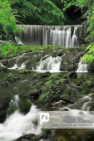 Wasserfall und Stromschnellen am Ghyll Brook Stock  umgeben von frischem Grün  Lake District  Cumbria  England  Großbritannien