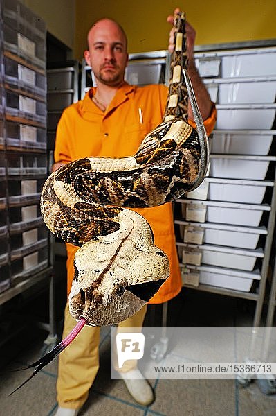 West african gaboon viper (Bitis rhinoceros)  man holding snake in a medical laboratory  Ghana  Africa