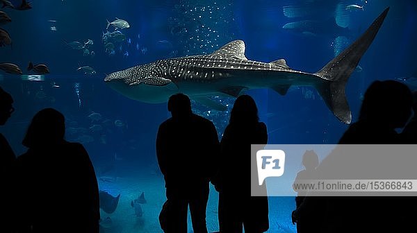 Silhouettes of visitors in front of a large aquarium with sea fish  large Whale shark (Rhincodon typus) swimming by  Osaka Aquarium Kaiyukan  Osaka  Japan  Asia