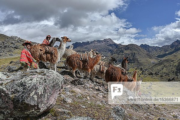 Indio drives Llama (Lama glama) loaded with bags  Andes  near Cusco  Peru  South America