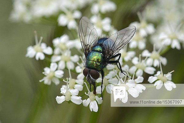 Common green bottle fly (Lucilia sericata)  Germany  Europe