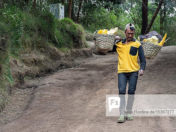 Arbeiter trägt Schwefel in Körben auf seinen Schultern  Schwefelabbau  Vulkangebiet Ijen  Java  Indonesien  Asien