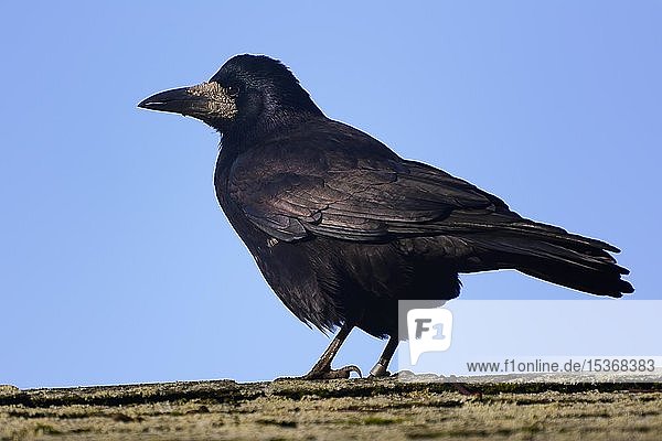 Saatkrähe (Corvus frugilegus)  erwachsen  Deutschland  Europa