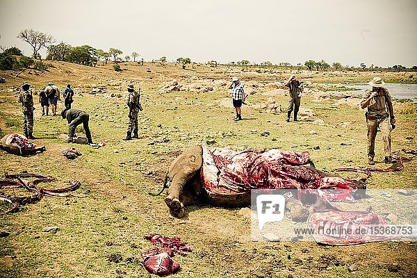 Wildernde Breitmaulnashörner mit Wildhütern  Wilderei  Krüger-Nationalpark  Südafrika  Afrika