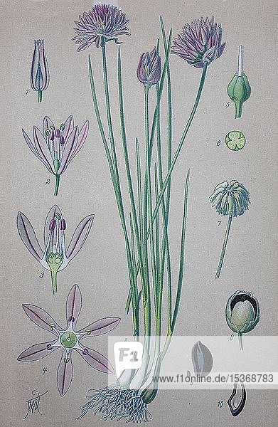 Schnittlauch (Allium schoenoprasum)  historische Illustration von 1885  Deutschland  Europa
