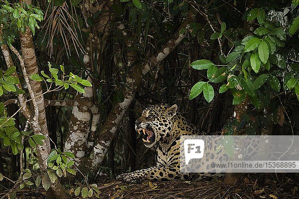 Jaguar (Panthera onca)  erwachsenes Männchen  zischend  dichtes Gebüsch  Pantanal  Mato Grosso  Brasilien  Südamerika