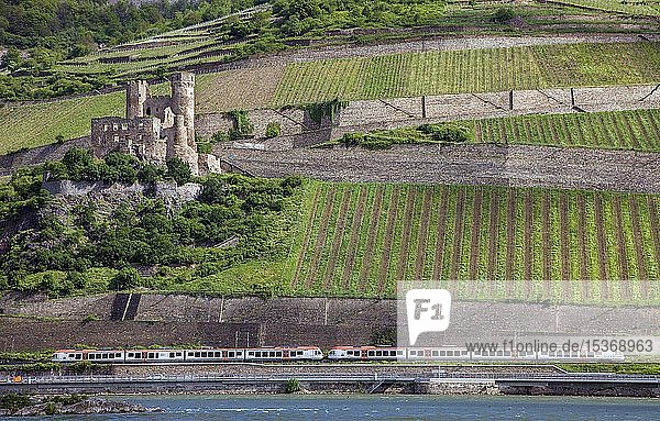 Zug Mittelrheinbahn bei der Ruine Burg Ehrenfels am Rhein Oberes Mittelrheintal Bingen am Rhein Rheinland-Pfalz Deutschland Europa
