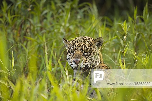 Jaguar (Panthera onca)  erwachsen  versteckt im hohen Gras  Tierporträt  Pantanal  Mato Grosso  Brasilien  Südamerika