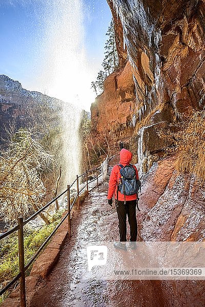 Hiker in front of waterfall  water falls from overhanging rock  icy hiking trail Emerald Pools Trail in Winter  Zion National Park  Utah  USA  North America