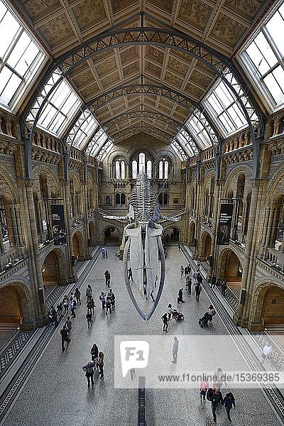 Haupthalle  Naturhistorisches Museum  Kensington  London  England  Großbritannien