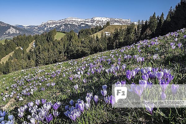 Blumenmeer  Wiese mit blühendem violettem Krokus (Crocus)  Berglandschaft  Rämisgummen  Emmental  Kanton Bern  Schweiz  Europa