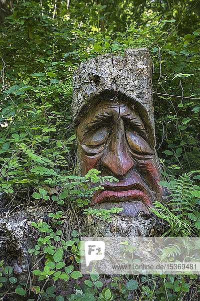 Geschnitztes Baumgesicht in einem Baumstumpf Waldgeisterweg Oberotterbach Südliche Weinstrasse Rheinland-Pfalz Deutschland Europa