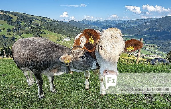 Zwei junge Kälber (Bos primigenius taurus) auf Almwiese kuscheln zusammen Grauvieh und Braunvieh Hochbrixen Brixen im Thale Tirol Österreich Europa