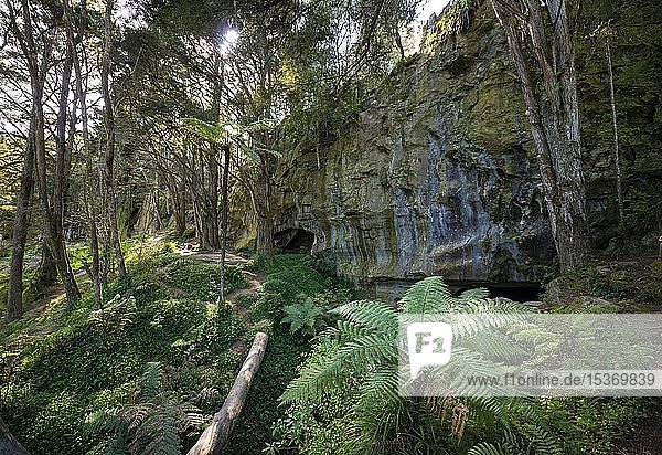 Wald mit Farnen Eingang zu Waipu Höhlen Northland Nordinsel Neuseeland Ozeanien
