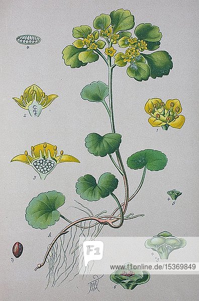 Wechselblättriger Steinbrech (Chrysosplenium alternifolium)  historische Abbildung von 1885  Deutschland  Europa