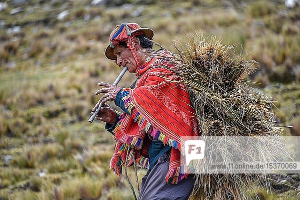 Indio man with hat and colorful poncho wearing bundles of grass and playing flute Andes at Cusco Peru South America