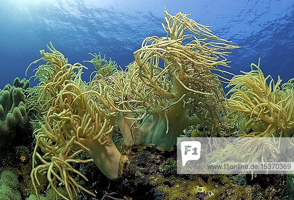 Spaghetti Fingerlederkorallen (Sinularia flexibilis) Apo-Riff Dumaguete Negros Visayas Philippinen Asien