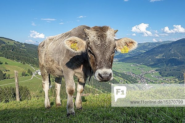 Junges Kalb (Bos primigenius taurus) auf einer Almwiese Braunvieh Hochbrixen Brixen im Thale Tirol Österreich Europa