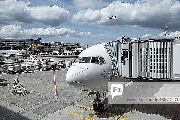 Condor Boeing 767-300 mit Fluggastbrücke  Flughafen Frankfurt am Main  Hessen  Deutschland  Europa