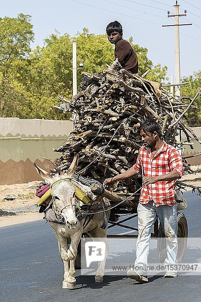 Man and boy transporting firewood with a donkey cart  Gujarat  India  Asia