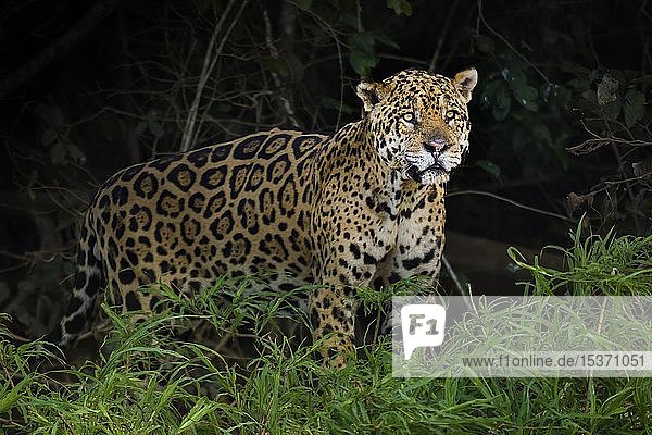 Jaguar (Panthera onca)  altes Tier  dichte Vegetation  Pantanal  Mato Grosso  Brasilien  Südamerika