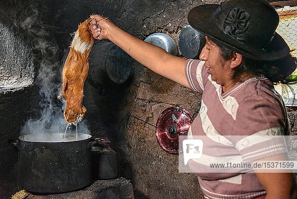 Local woman holding Cuy giant guinea pig over pot of boiling water for depilation preparation for preparation to traditional Cuy dish Cusco Peru South America