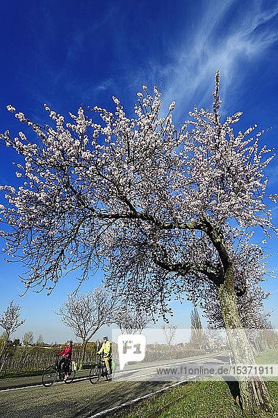 Cyclists ride through an all blossoming almond tree  Edenkoben  Palatinate Almond Trail  German Wine Route  Rhineland-Palatinate  Germany  Europe