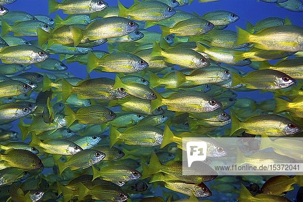 Ein Schwarm Großaugenschnapper (Lutjanus Lutjanus) Negros Visayas Philippinen Asien