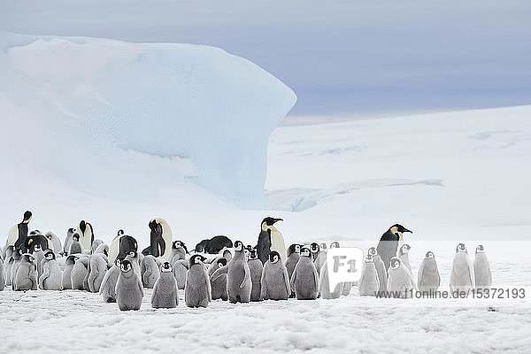Kaiserpinguine (Aptenodytes forsteri)  Kolonie mit vielen Jungtieren vor einem Eisblock  Snow Hill Island  Weddellmeer  Antarktis